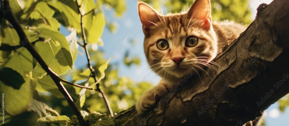 Poster Tabby feline perched on a tree branch outdoors, looking curious and content. with copy space image. Place for adding text or design