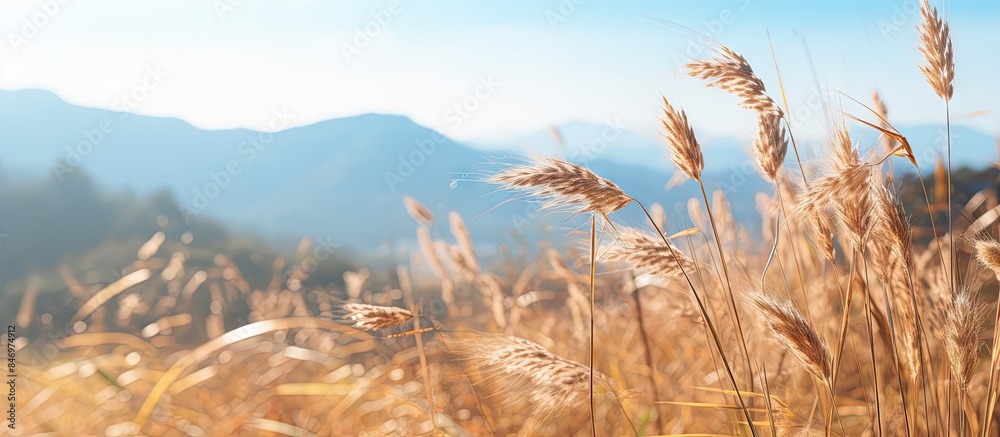 Fototapete Scenic view of mountains with tall, green grass swaying in the foreground under a sunny autumn sky. with copy space image. Place for adding text or design