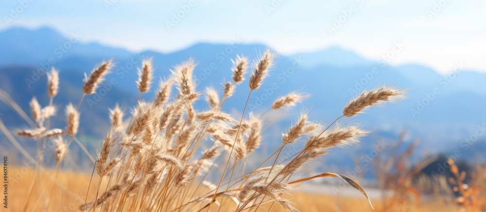 Aufkleber Rolling mountains provide a majestic backdrop to a vast field of tall grass under a clear sky. with copy space image. Place for adding text or design