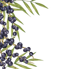 Acai berries superfood on the branches and palm leaves square frame blank template. Exotic tropical berries clipart. Watercolor illustration for packaging of granola, smoothie, supplements, labels