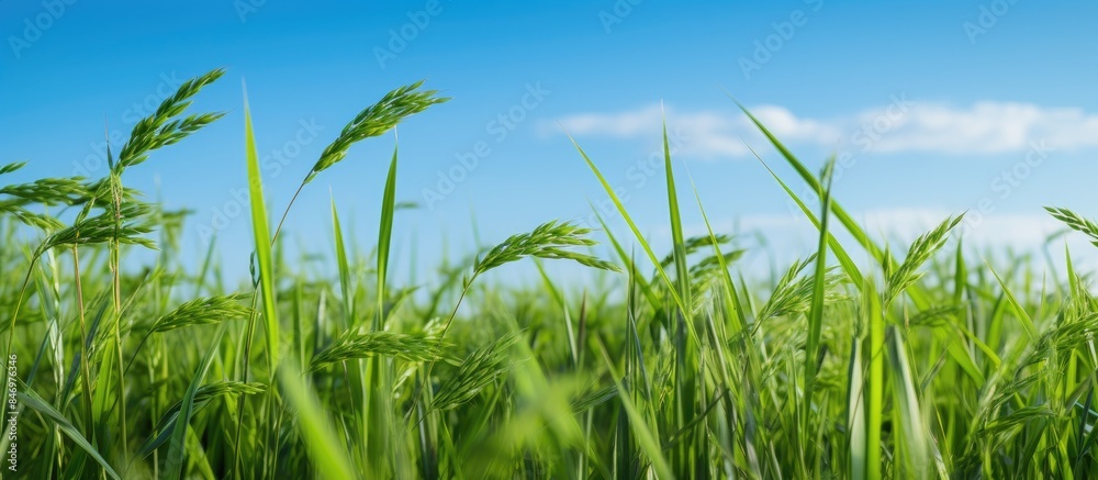 Aufkleber lush tall grass sways in a spacious field under a serene blue sky, providing a picturesque view. wit