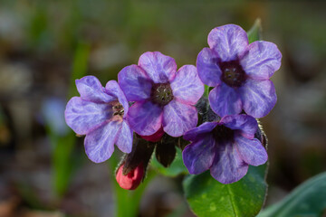 Vivid and bright pulmonaria flowers on green leaves background close up