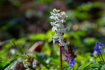 Corydalis blooms in spring in the wild in the forest