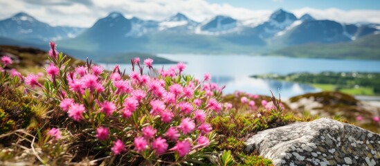 Obraz premium Thriving in the highlands, pink flowers bloom on a rocky hillside with a serene lake in the background. with copy space image. Place for adding text or design