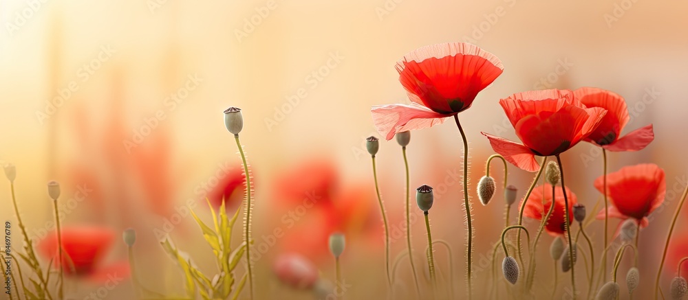 Fototapete lush flowers in varying shades of red blooming across the field under the soft morning light. with c