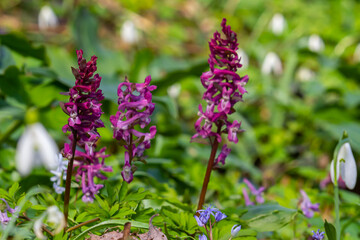 Obraz premium Corydalis blooms in spring in the wild in the forest