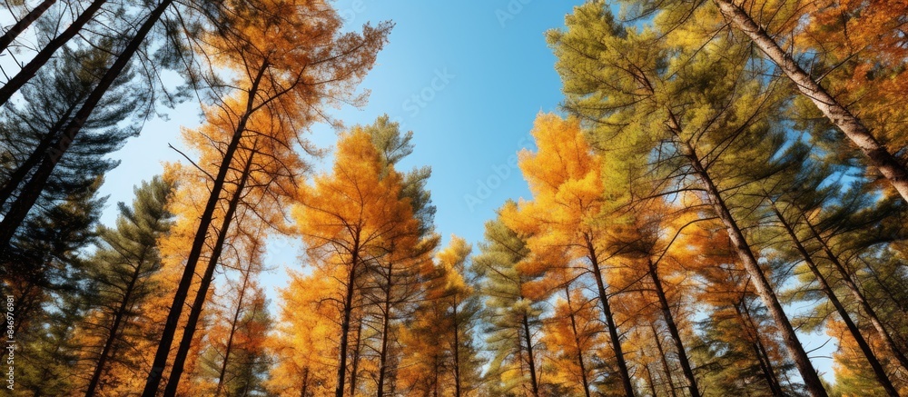 Fototapete Looking up at the vibrant autumn canopy of pine trees with red and yellow leaves in a forest setting. with copy space image. Place for adding text or design