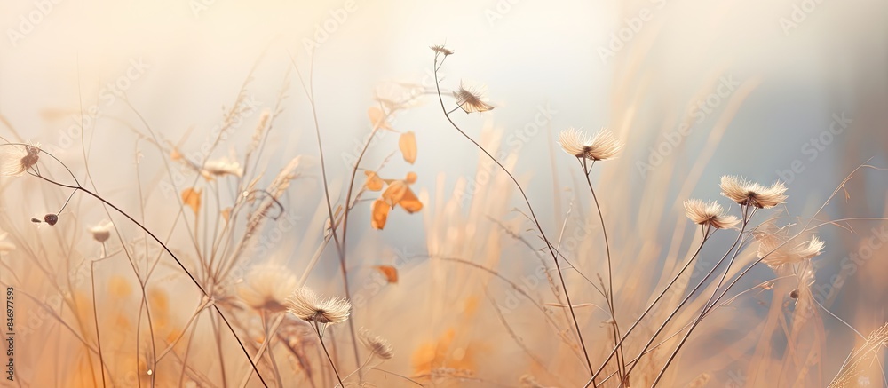 Poster Field of withered plants standing in a meadow under a hazy background. with copy space image. Place for adding text or design