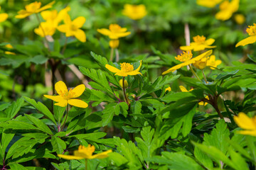 yellow anemone, yellow wood anemone, or buttercup anemone, in latin Anemonoides ranunculoides or Anemone ranunculoides