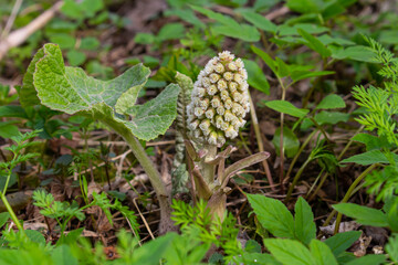 Inflorescences of butterbur, pestilence wort, Petasites hybridus.Blossom, Common butterbur. A blooming butterbur Petasites hybridus flower in the meadow