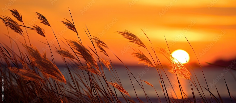 Leinwandbilder grass stalks, tall and slender, gently swaying in the evening wind under the setting sun's warm glow