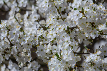 White plum blossom, beautiful white flowers of prunus tree in city garden, detailed macro close up plum branch. White plum flowers in bloom on branch, sweet smell with honey hints