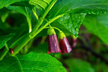 Scopolia carniolica, the European scopolia or henbane bell, is a poisonous plant belonging to the family Solanaceae