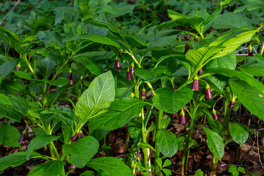 Scopolia carniolica, the European scopolia or henbane bell, is a poisonous plant belonging to the family Solanaceae