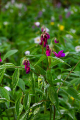 Lathyrus vernus in bloom, early spring vechling flower with blosoom and green leaves growing in forest, macro