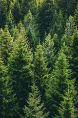 A bear walks through a dense forest of pine trees