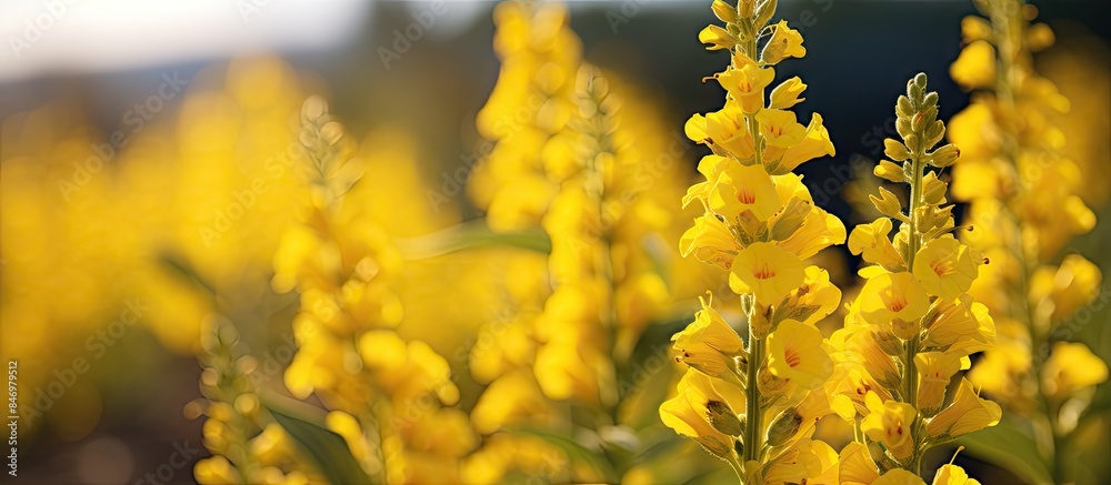 Aufkleber Vibrant yellow wildflowers bloom abundantly amidst the green grass in a picturesque field. with copy space image. Place for adding text or design