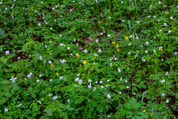 The many white wild flowers in spring forest. Blossom beauty, nature, natural. Sunny summer day, green grass in park. Anemonoides nemorosa