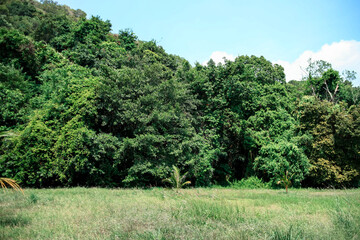 dense crowns of trees. jungle. Thailand. a monkey in a tree. summer.the sun. day