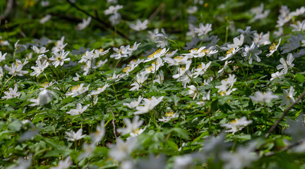 The many white wild flowers in spring forest. Blossom beauty, nature, natural. Sunny summer day, green grass in park. Anemonoides nemorosa