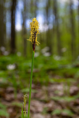 Sedge hairy blossoming in the nature in the spring.Carex pilosa. Cyperaceae Family