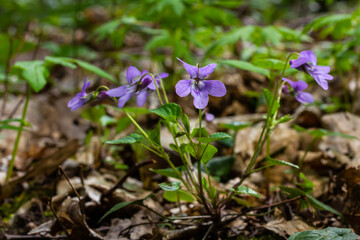 Viola odorata. Scent-scented. Violet flower forest blooming in spring. The first spring flower, purple. Wild violets in nature