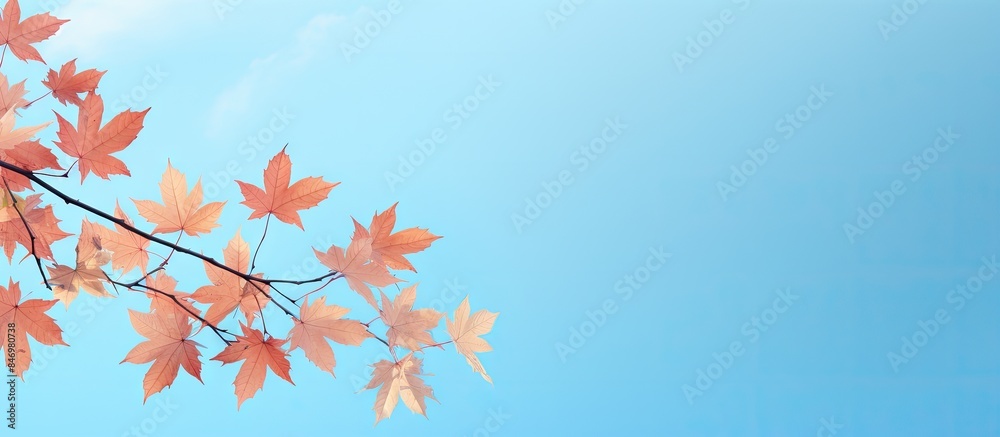 Fototapete maple tree branch adorned with green leaves set against a vibrant blue sky background. with copy spa