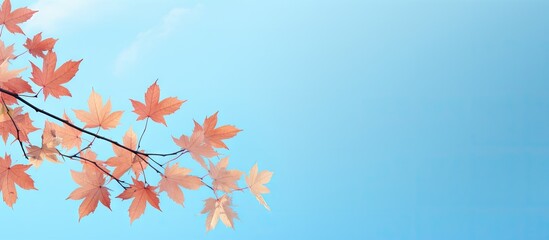 Maple tree branch adorned with green leaves set against a vibrant blue sky background. with copy space image. Place for adding text or design