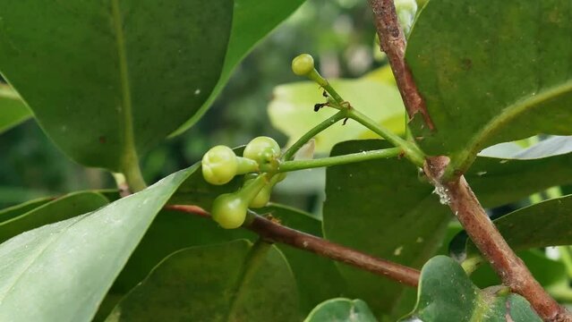 Close up of small fruit rose apple fruit plant swaying in the wind.