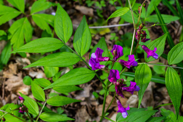Lathyrus vernus in bloom, early spring vechling flower with blosoom and green leaves growing in forest, macro