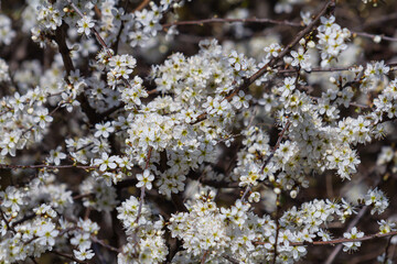 Prunus spinosa, called blackthorn or sloe, is a species of flowering plant in the rose family Rosaceae. Prunus spinosa, called blackthorn or sloe tree blooming in the springtime
