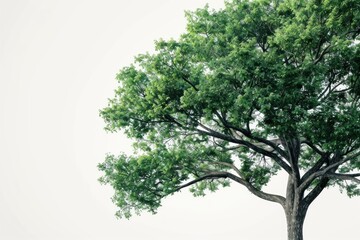 Obraz premium Vibrant green tree with a clear white backdrop, perfect for versatile design use