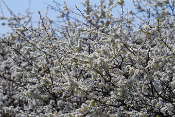 Prunus spinosa, called blackthorn or sloe, is a species of flowering plant in the rose family...