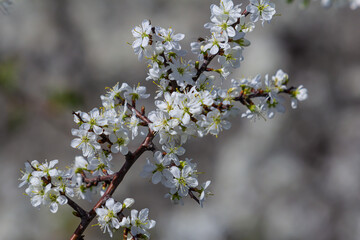 Prunus spinosa, called blackthorn or sloe, is a species of flowering plant in the rose family Rosaceae. Prunus spinosa, called blackthorn or sloe tree blooming in the springtime