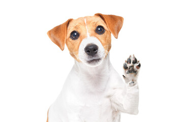 Portrait of a cute Jack Russell terrier dog waving his paw isolated on a white background