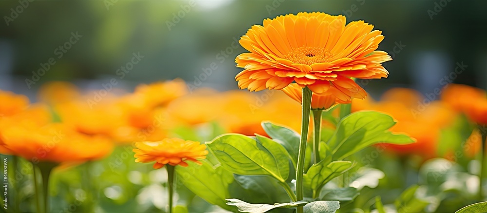 Poster an orange calendula blooms beautifully among lush green foliage in a garden setting. with copy space