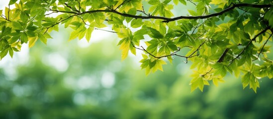 Obraz premium Green leaves on a tree branch are shown in a close-up view, capturing the details of nature's beauty. with copy space image. Place for adding text or design