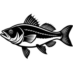 seabass on white vector illustration