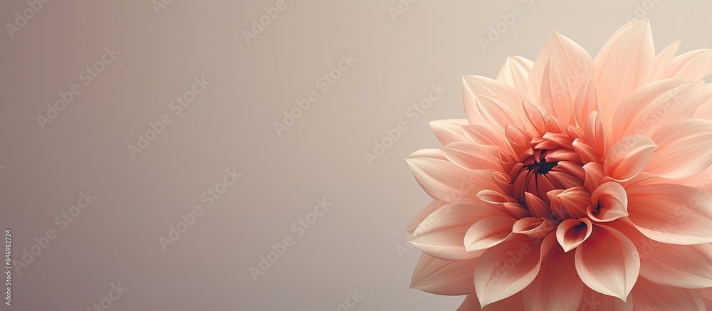 Fototapete Smooth pink flower in a vase resembles thin paper texture. with copy space image. Place for adding text or design