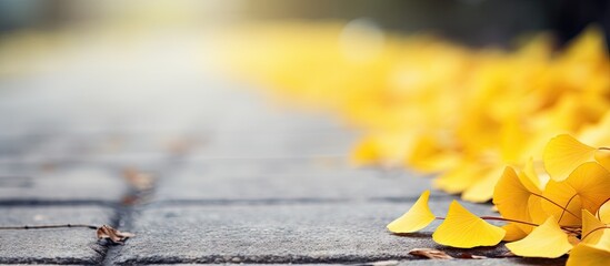Autumn yellow ginkgo leaves softly covering the concrete road background. with copy space image. Place for adding text or design