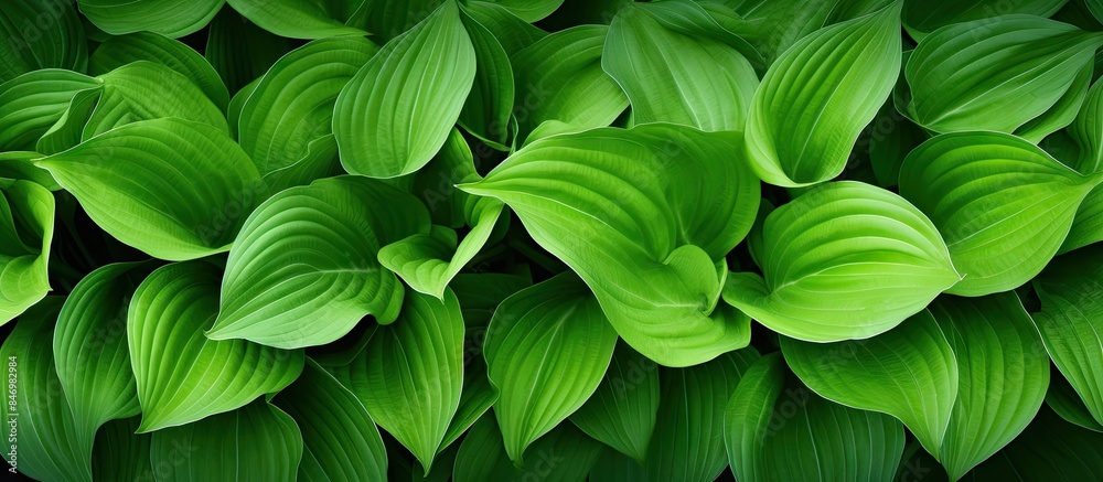 Aufkleber Close-up view of fresh green leaves on a plant, ideal for eco web design concepts and backgrounds. with copy space image. Place for adding text or design