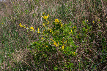 Chamaecytisus ruthenicus blooms in the wild in spring