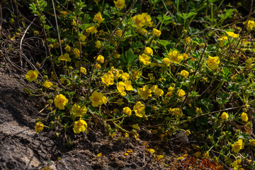 Yellow flowers of a Creeping Cinquefoil, also called Potentilla reptans or Kriechendes Fingerkraut