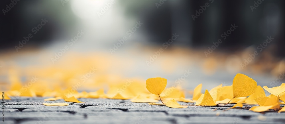 Fototapete autumn ginkgo leaves in shades of yellow softly rest on the textured surface of a concrete road. wit