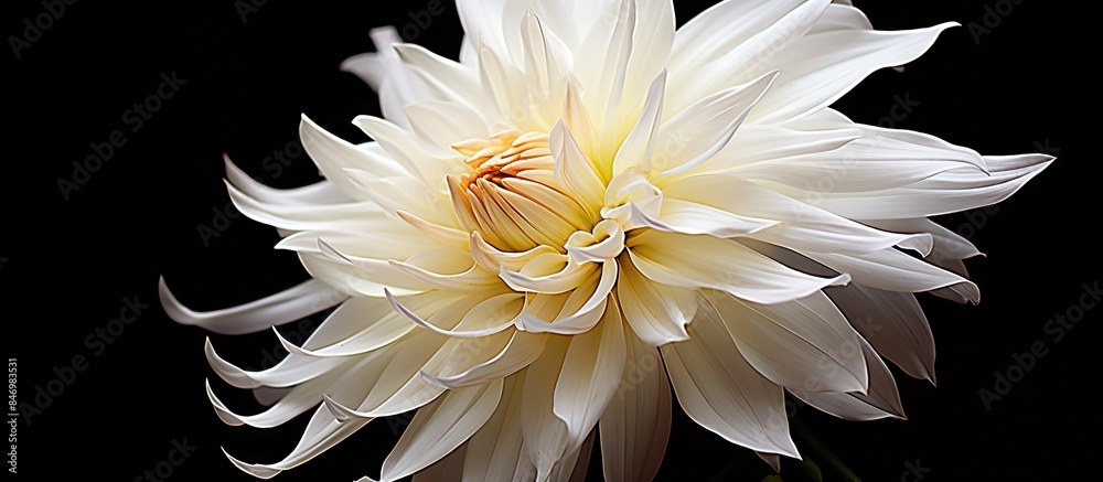 Poster Beautiful close-up macro shot of a white Dahlia flower with a yellow center against a deep black background. with copy space image. Place for adding text or design
