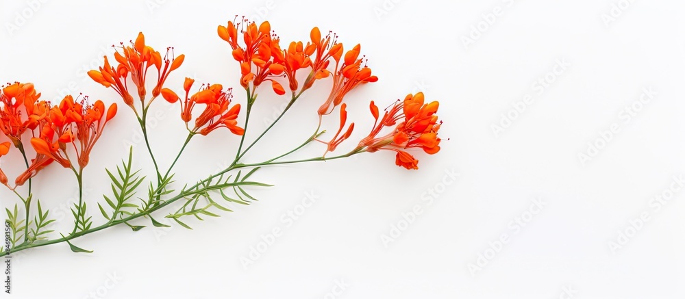 Fototapete Delicate small orange flower isolated on a clean white backdrop, perfect for a minimalistic design layout with space for text or other elements. with copy space image. Place for adding text or design