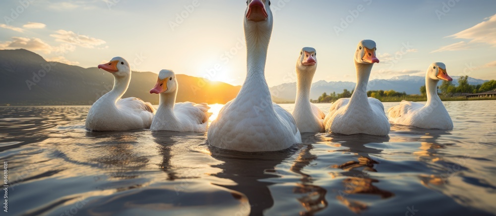 Aufkleber white swans gracefully swim in the peaceful lake as the sun sets in the background. with copy space 