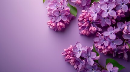 Fototapeta premium A purple flower arrangement with a purple background