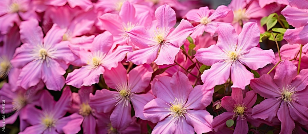 Fototapete close-up view of a cluster of pink flowers with vibrant green leaves in natural light. with copy spa