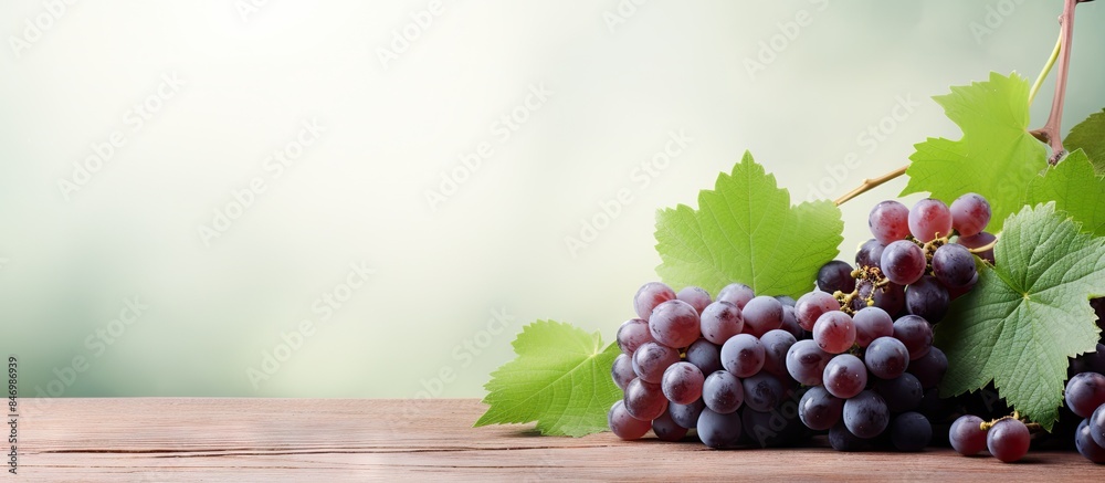 Fototapete Ripe grapes with green leaves arranged on a wooden table against a green background. with copy space image. Place for adding text or design